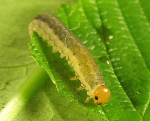 Réf. 249 550 : Empria liturata