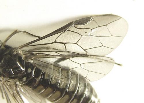 Réf. 249 555 : Empria liturata