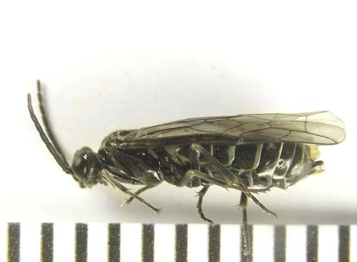 Réf. 249 596 : Empria basalis