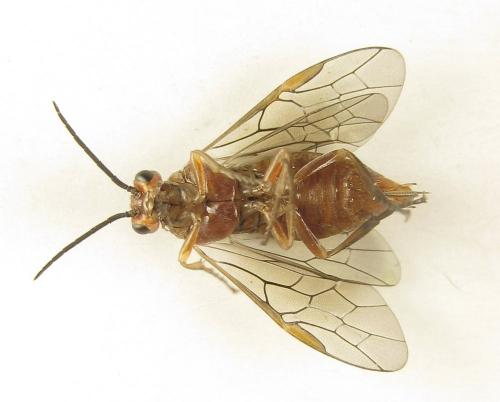 Réf. 249 698 : Euura longiserra
