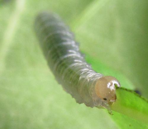 Réf. 249 754 : Pristiphora punctifrons