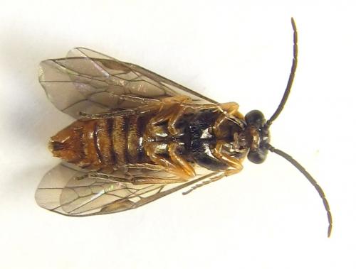 Réf. 249 758 : Pristiphora punctifrons