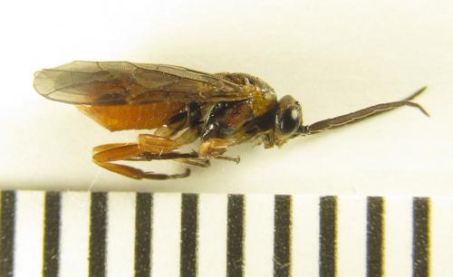 Réf. 249 007 : Euura gracilidentata