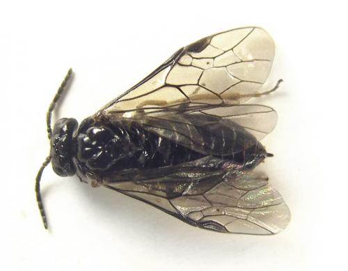 Réf. 249 812 : Monophadnus sp.