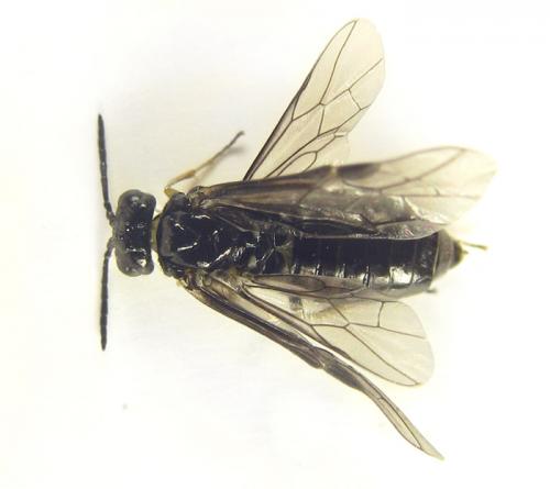 Réf. 249 828 : Monophadnus sp.