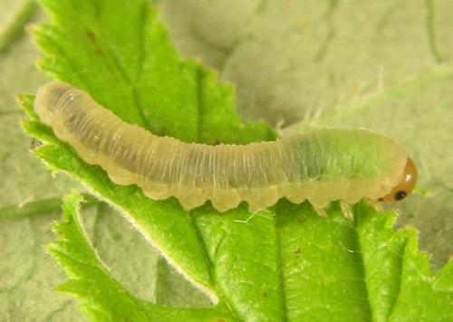 Réf. 249 967 : Empria pallimacula