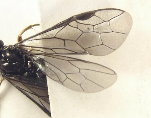 Empria pallimacula