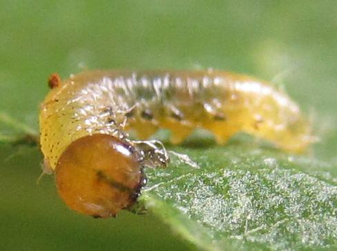 Réf. 249 295 : Pristiphora maesta