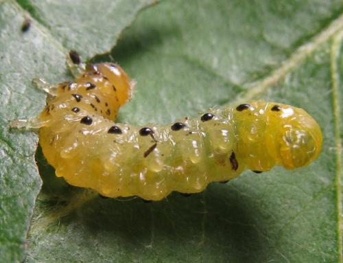 Réf. 249 301 : Pristiphora maesta