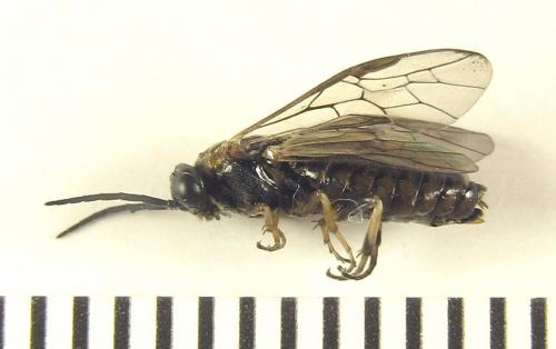 Réf. 249 309 : Pristiphora maesta
