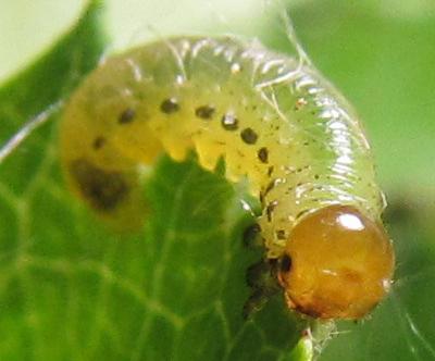 Réf. 249 323 : Pristiphora maesta