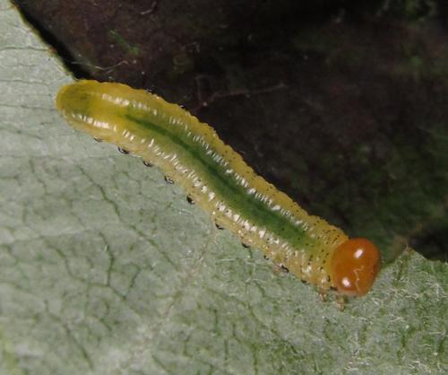 Réf. 249 326 : Pristiphora maesta