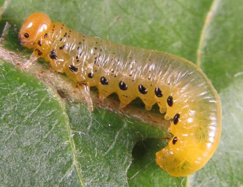 Réf. 249 329 : Pristiphora maesta