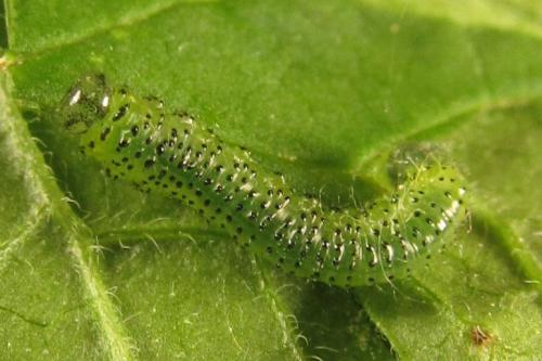 Réf. 249 001 : Euura gracilidentata