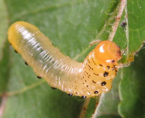 Réf. 249 302 : Pristiphora maesta