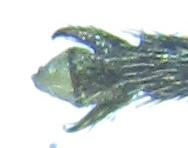 Réf. 249 829 : Monophadnus sp.