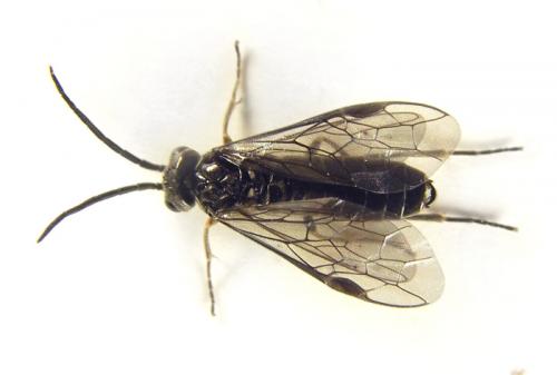 Réf. 249 973 : Empria pallimacula