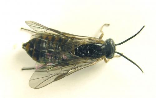 Réf. 249 310 : Pristiphora maesta