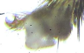 Réf. 249 335 : Pristiphora maesta