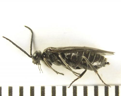 Réf. 249 556 : Empria liturata