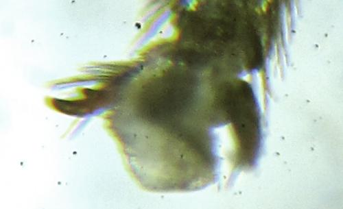 Réf. 249 597 : Empria basalis