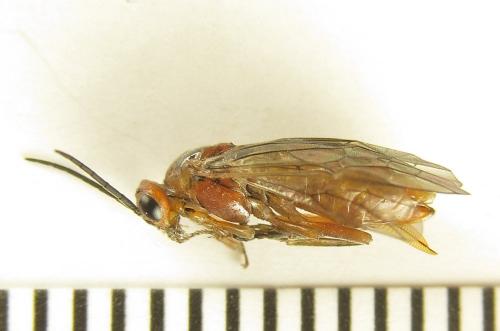 Réf. 249 699 : Euura longiserra