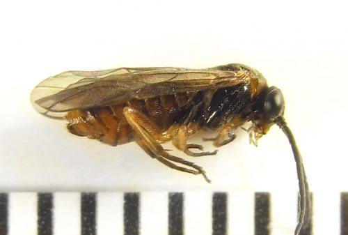 Réf. 249 759 : Pristiphora punctifrons