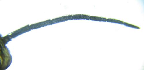 Réf. 249 008 : Euura gracilidentata
