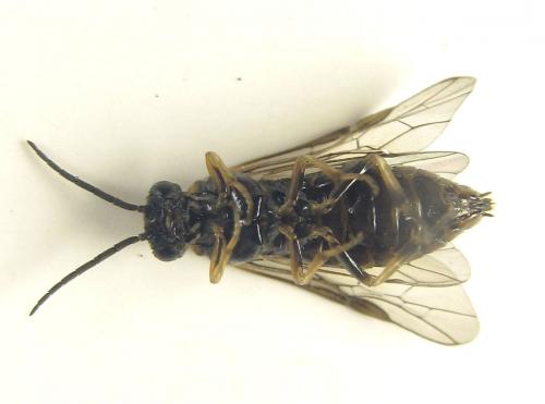 Réf. 249 311 : Pristiphora maesta