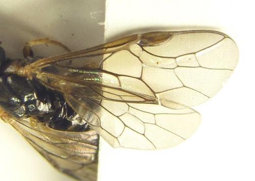 Réf. 249 336 : Pristiphora maesta