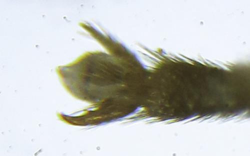 Empria liturata