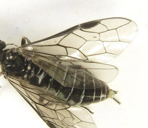 Réf. 249 598 : Empria basalis