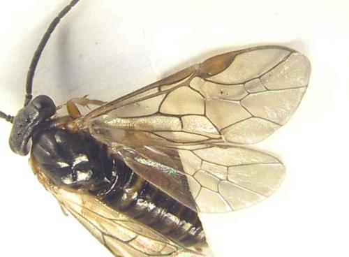 Réf. 249 760 : Pristiphora punctifrons
