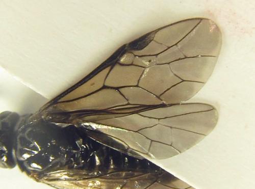 Réf. 249 814 : Monophadnus sp.