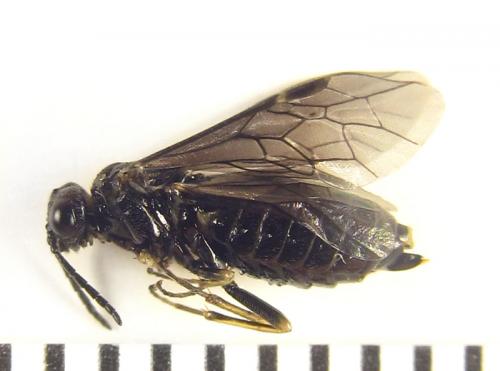 Réf. 249 830 : Monophadnus sp.