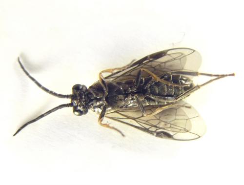 Réf. 249 974 : Empria pallimacula