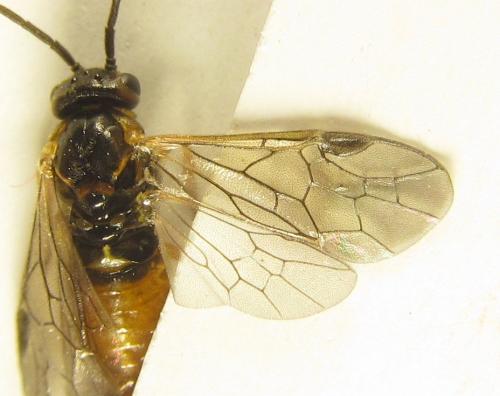 Réf. 249 009 : Euura gracilidentata