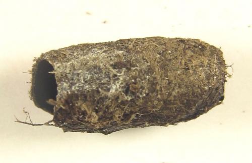 Réf. 249 306 : Pristiphora maesta
