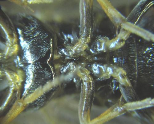 Réf. 249 337 : Pristiphora maesta