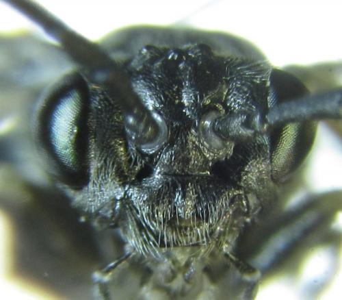 Réf. 249 558 : Empria liturata