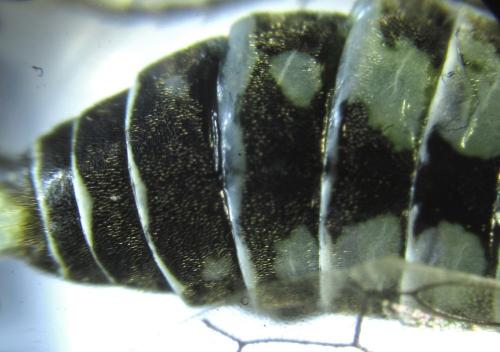 Réf. 249 599 : Empria basalis