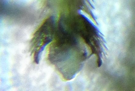 Réf. 249 761 : Pristiphora punctifrons