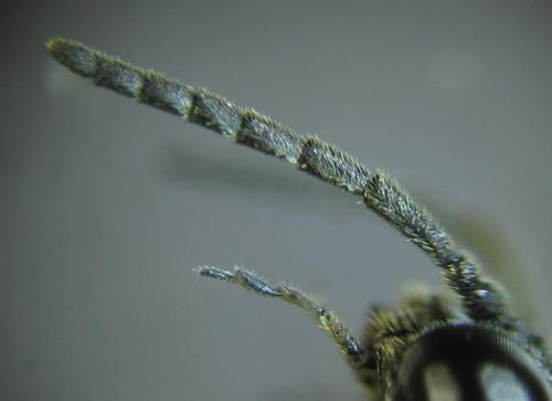 Réf. 249 815 : Monophadnus sp.