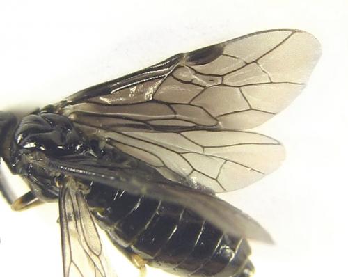 Réf. 249 831 : Monophadnus sp.