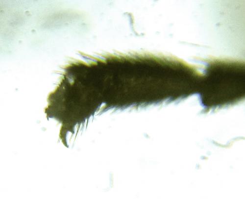Réf. 249 010 : Euura gracilidentata