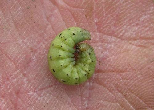 Noctua pronuba