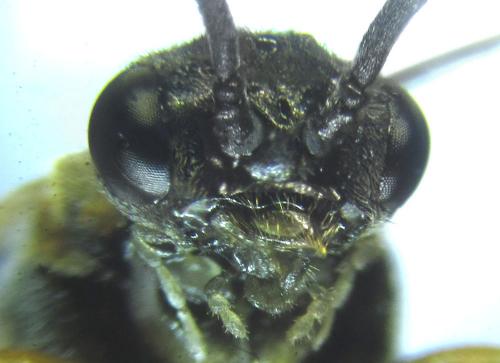Réf. 249 312 : Pristiphora maesta