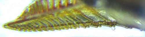 Réf. 249 338 : Pristiphora maesta