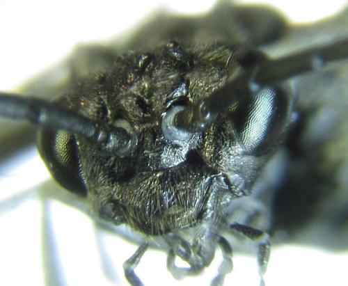 Réf. 249 559 : Empria liturata