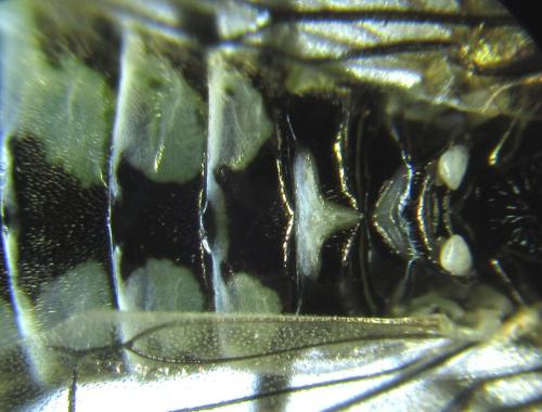 Réf. 249 600 : Empria basalis